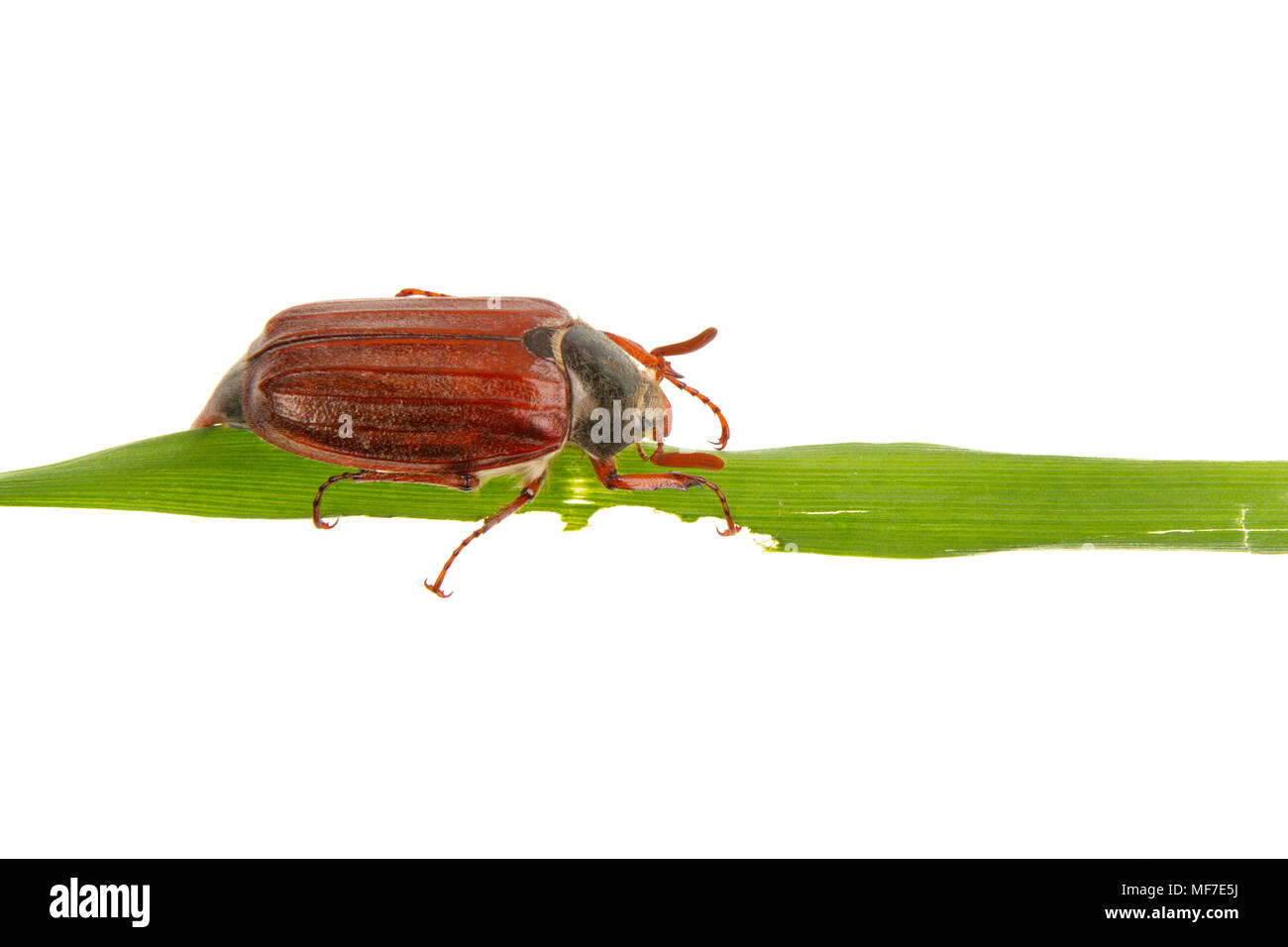 Maikäfer (Melolontha melolontha) auf weißem Hintergrund Stockfoto