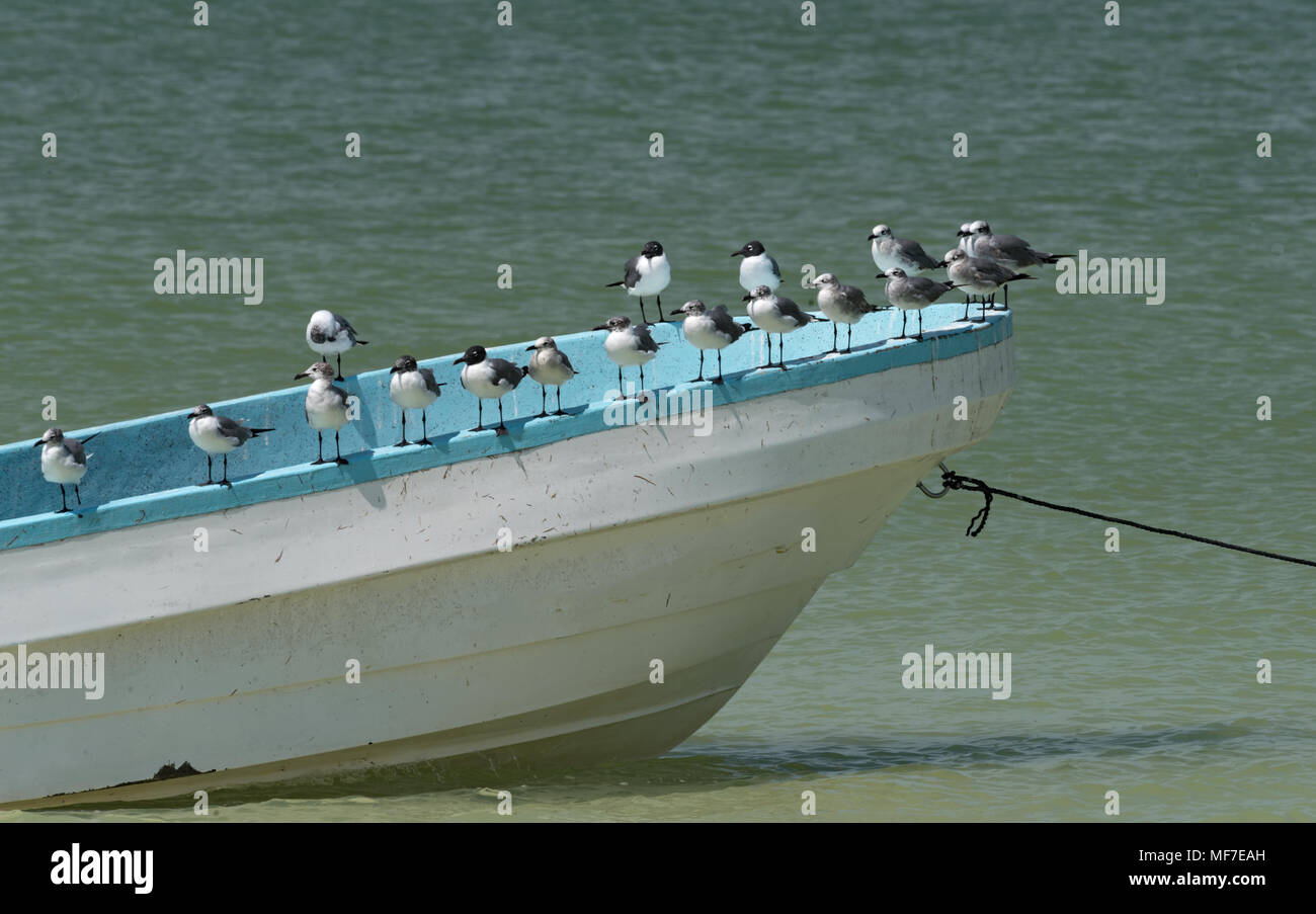Möwen auf einem Fischerboot am Strand, Insel Holbox, Mexiko Stockfoto