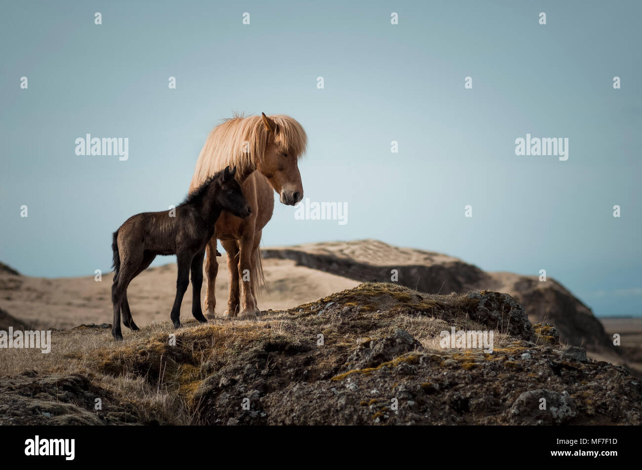 Island, Islandpferde, Mutter und junges Tier Stockfoto