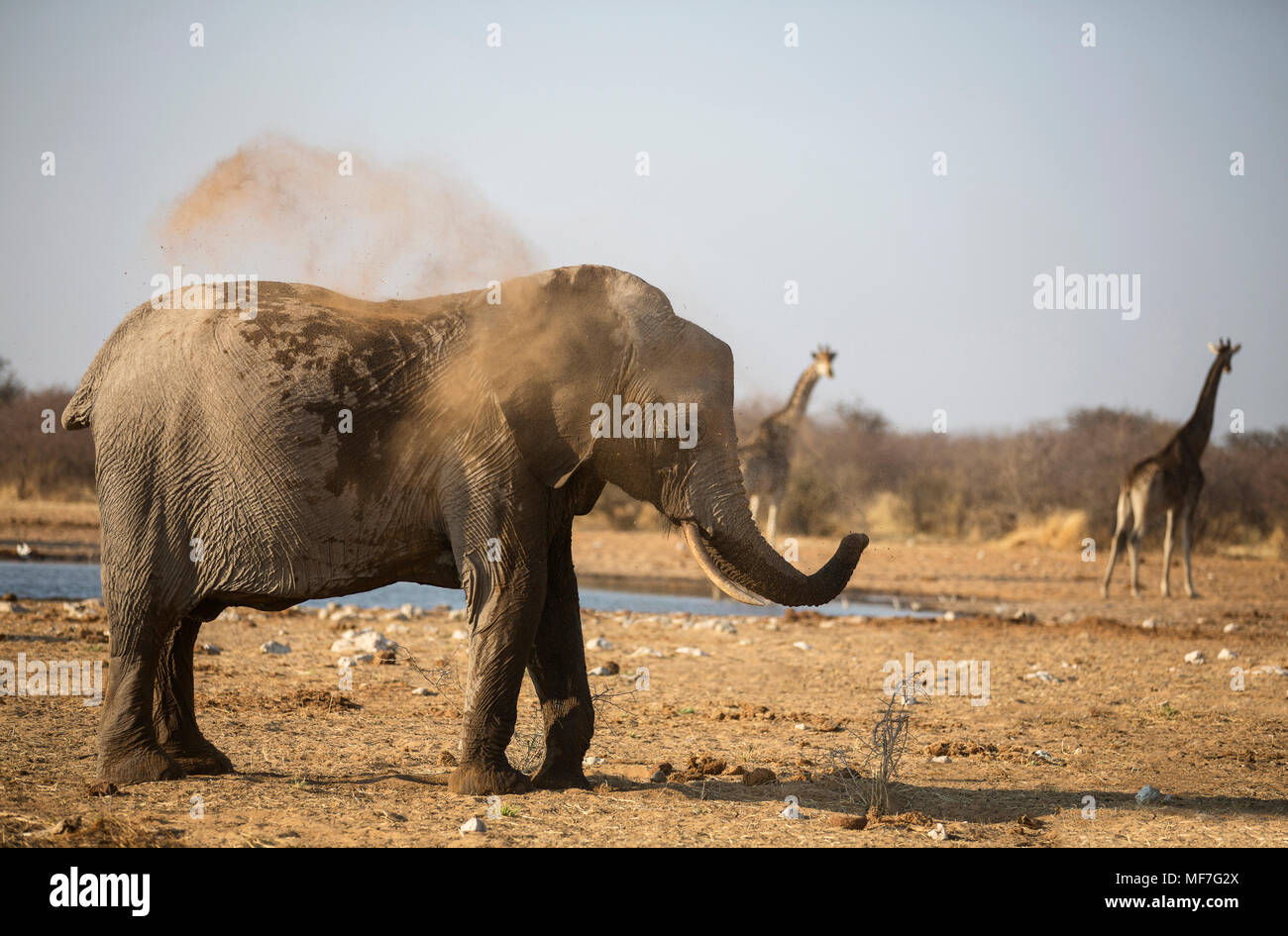 Afrika, Namibia, Etosha Nationalpark, Afrikanischer Elefant, Loxodonta africana, junge Tier, Staub Badewanne Stockfoto