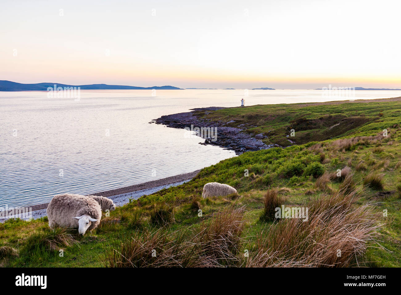 Vereinigtes Königreich, Schottland, Highland, Loch Broom, in der Nähe von Ullapool, Rhue Leuchtturm, Schafe auf der Wiese im Abendlicht Stockfoto