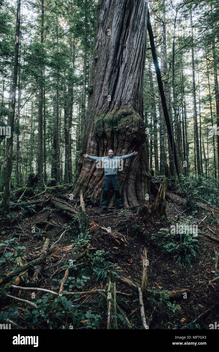 Kanada, Britisch-Kolumbien, Vancouver Island, Mann auf Cape Scott Trail in riesigen Baum Stockfoto