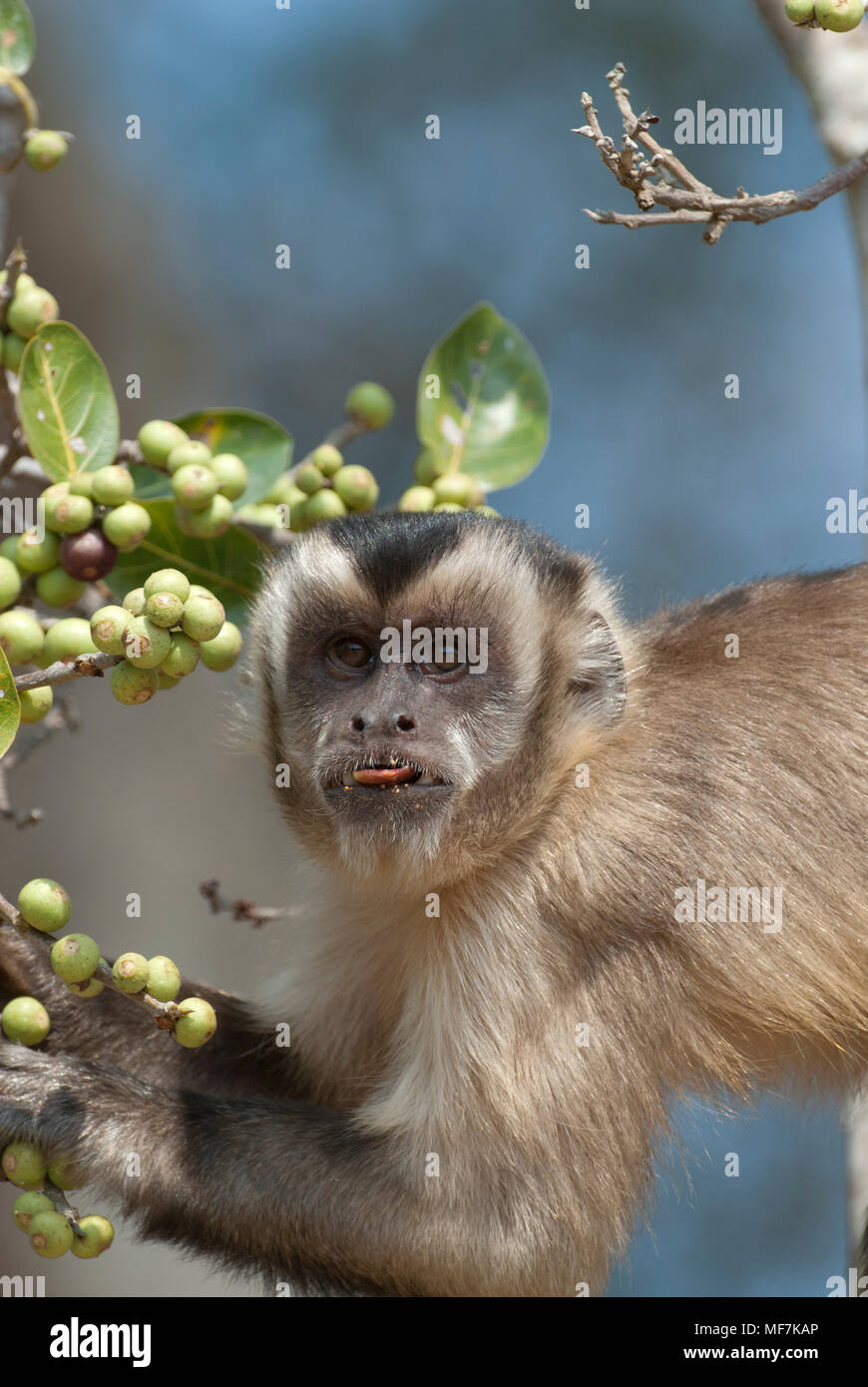 Schwarz-gestreifte (aka Bärtigen) Kapuziner Fütterung auf palm Muttern Stockfoto