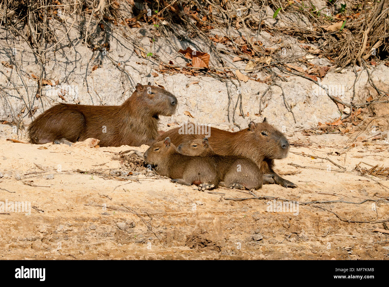 Capybara Familie im Pantanal im südlichen Brasilien Stockfoto