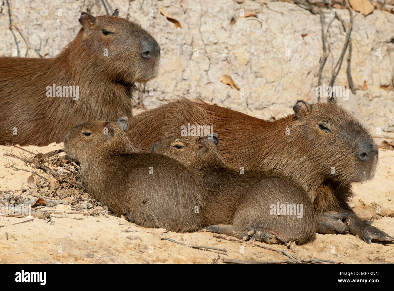 Capybara Familie im Pantanal im südlichen Brasilien Stockfoto