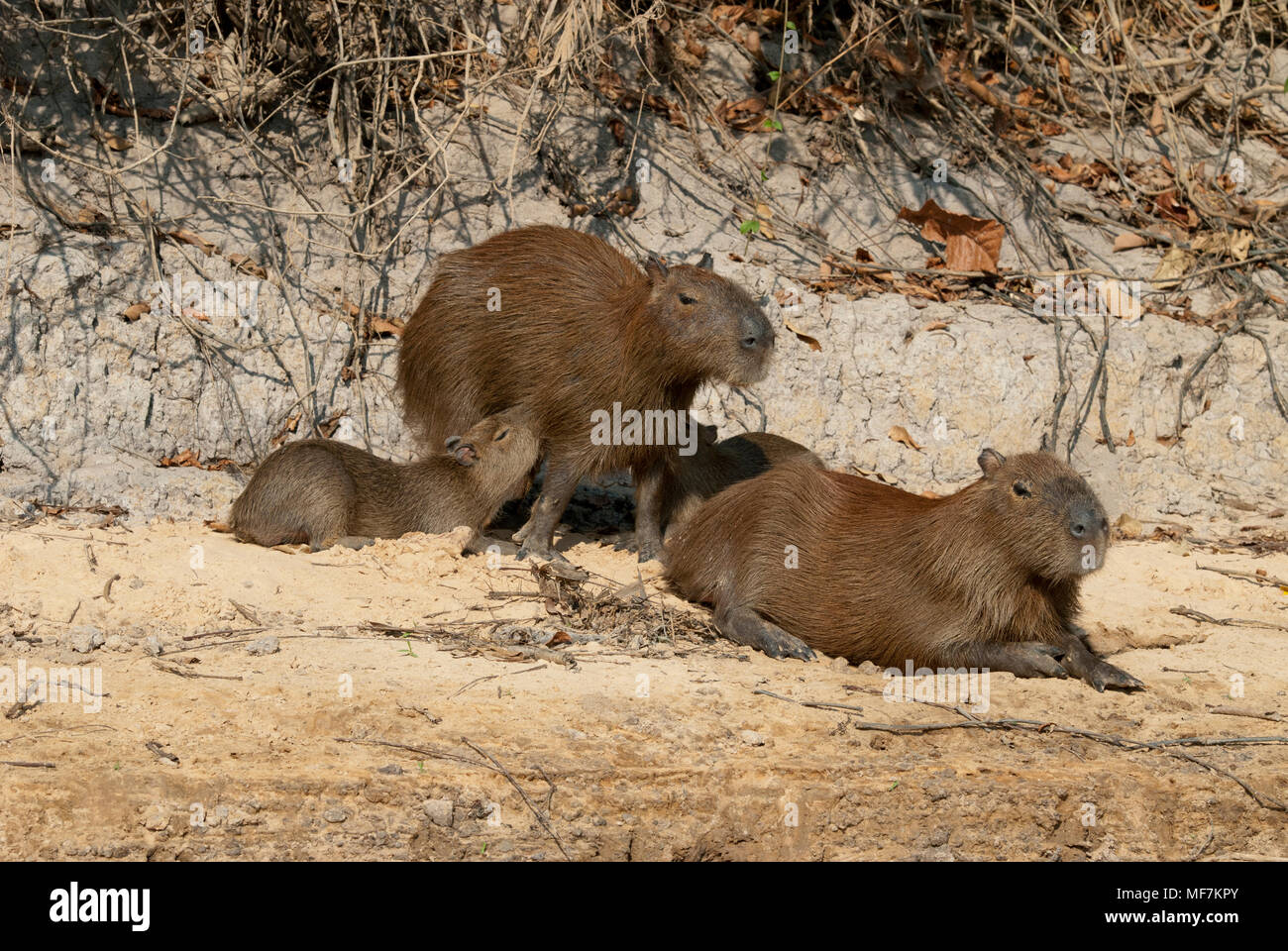 Capybara Familie im Pantanal im südlichen Brasilien; junge capybara Krankenpflege Stockfoto