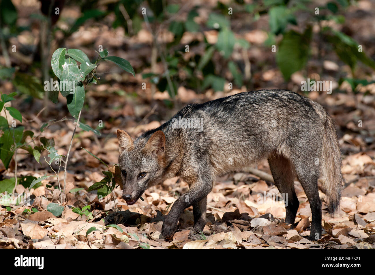 Krabbe - Essen fox (Cerdocyon thous) im Pantanal, Brasilien Stockfoto