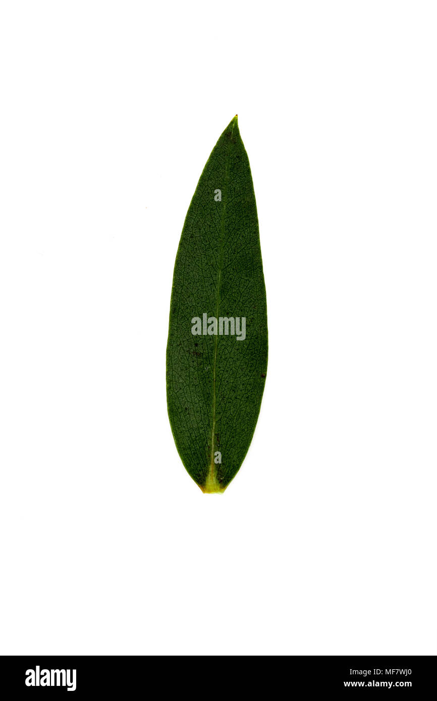 Ein grünes Blatt isoliert auf weißem Stockfoto