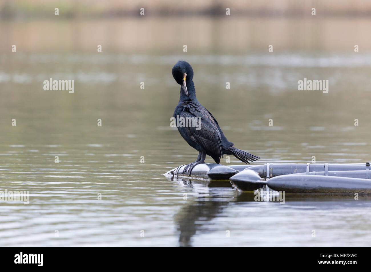 Nach Shag thront auf ponton selbst putzen Stockfoto