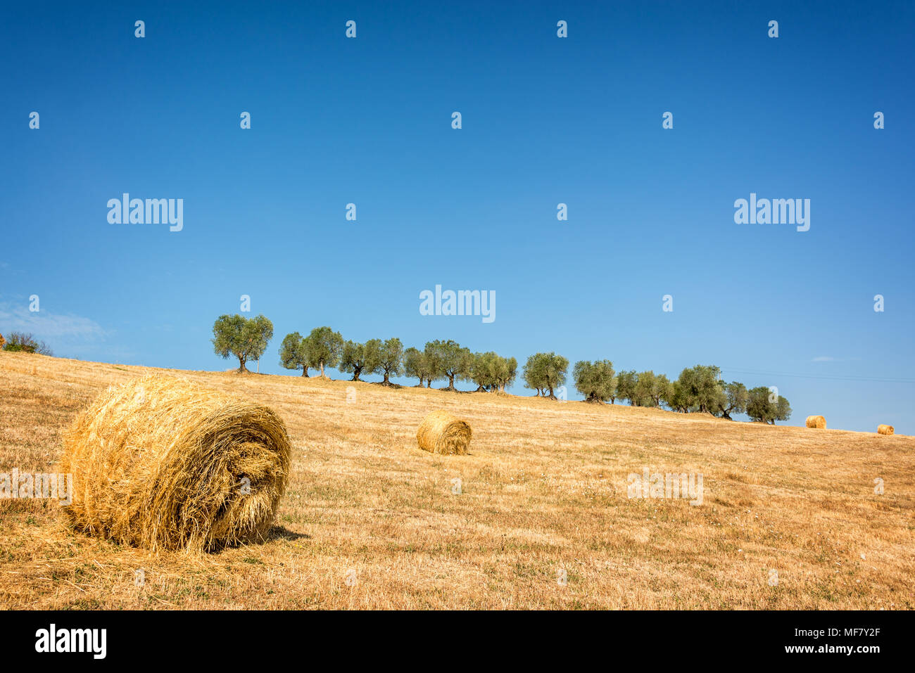 Heu Ballen in ein Feld, eine Reihe von Olivenbäumen im Hintergrund, Sommer Landschaft in der Toskana, Italien Stockfoto