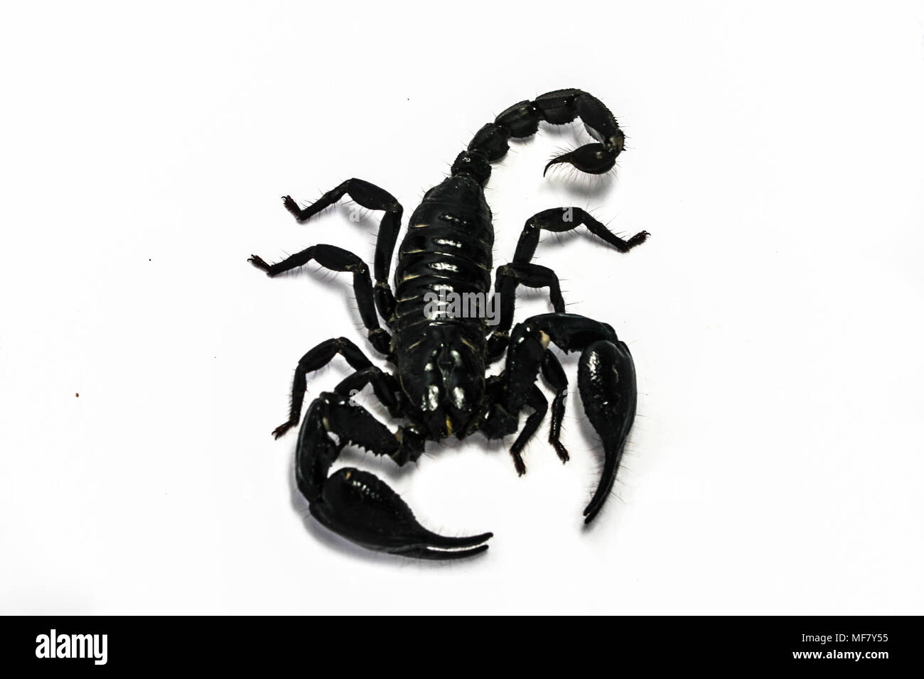 Scorpion getrennt Südostasien Stockfoto