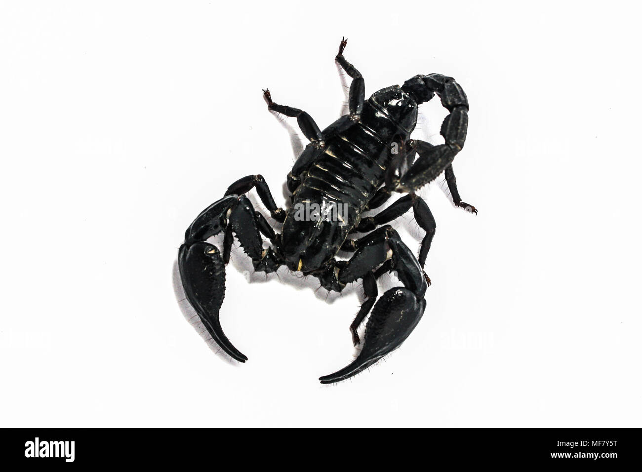 Scorpion getrennt Südostasien Stockfoto