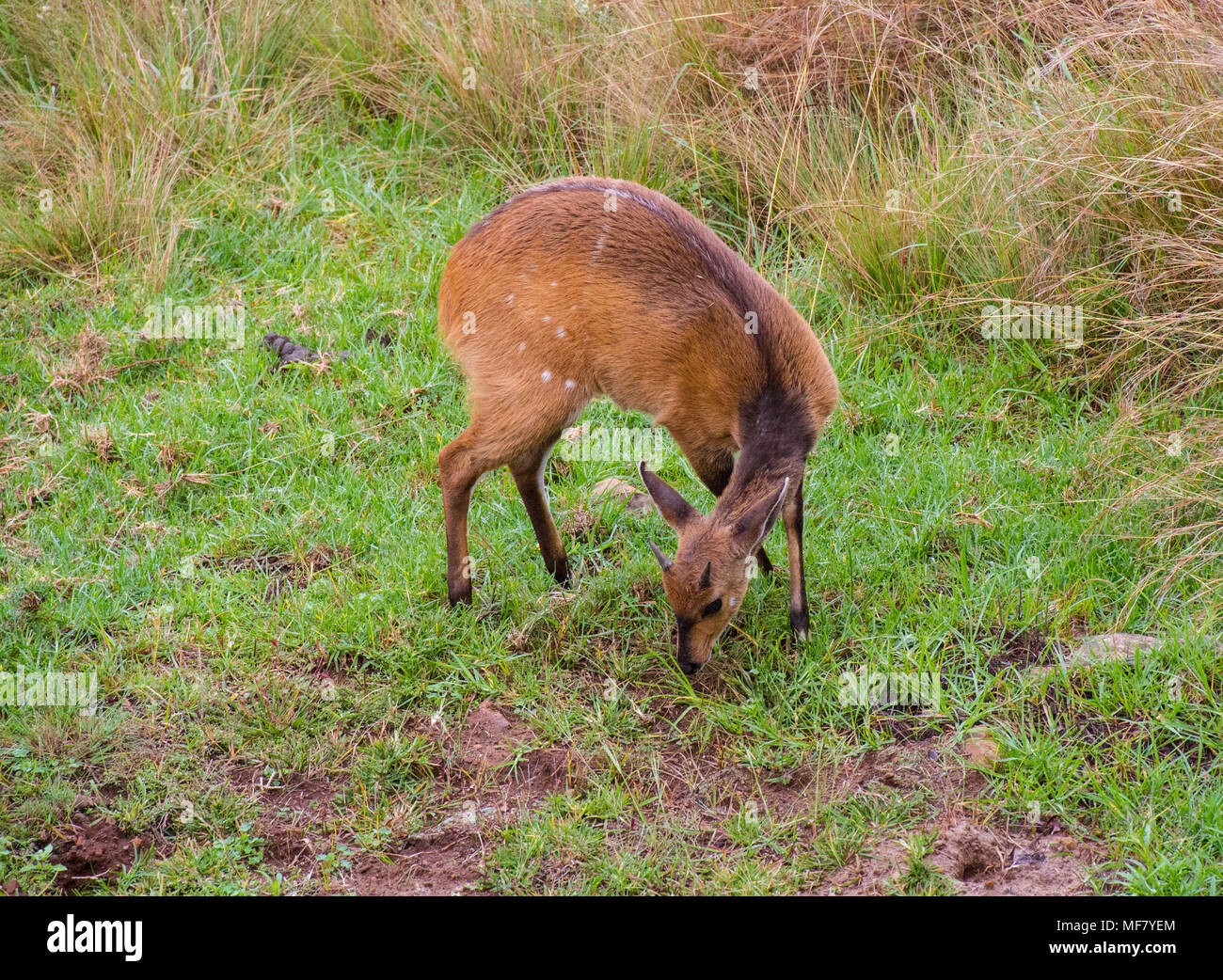 Cape Buschbock Kalb feeds heimlich im afrikanischen Busch Bild im Querformat. Stockfoto