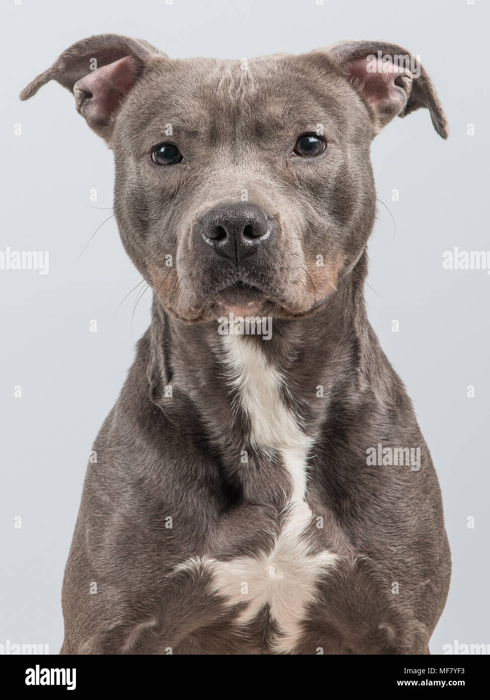 Grauer pitbull -Fotos und -Bildmaterial in hoher Auflösung – Alamy