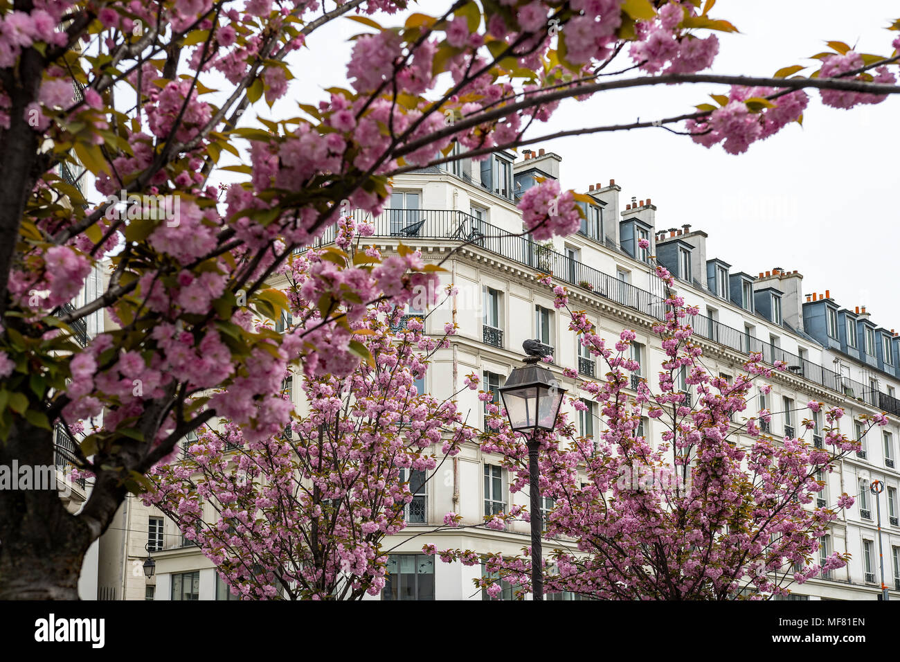 Cherry Blossom und Frühling in Paris. Stockfoto