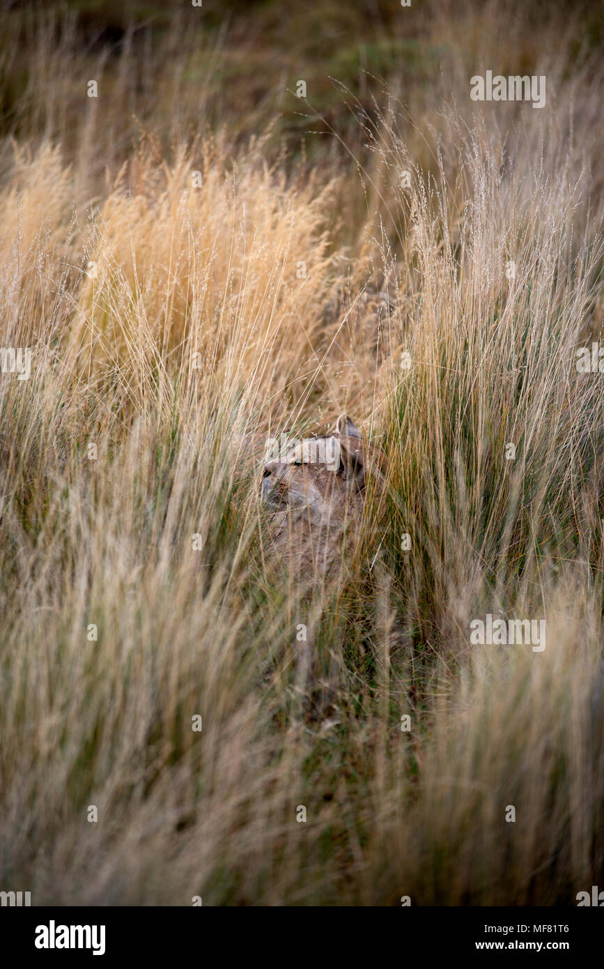 Erwachsene Frau patagonischen Puma ruht im hohen Gras Ausruhen nach der Fütterung. Stockfoto
