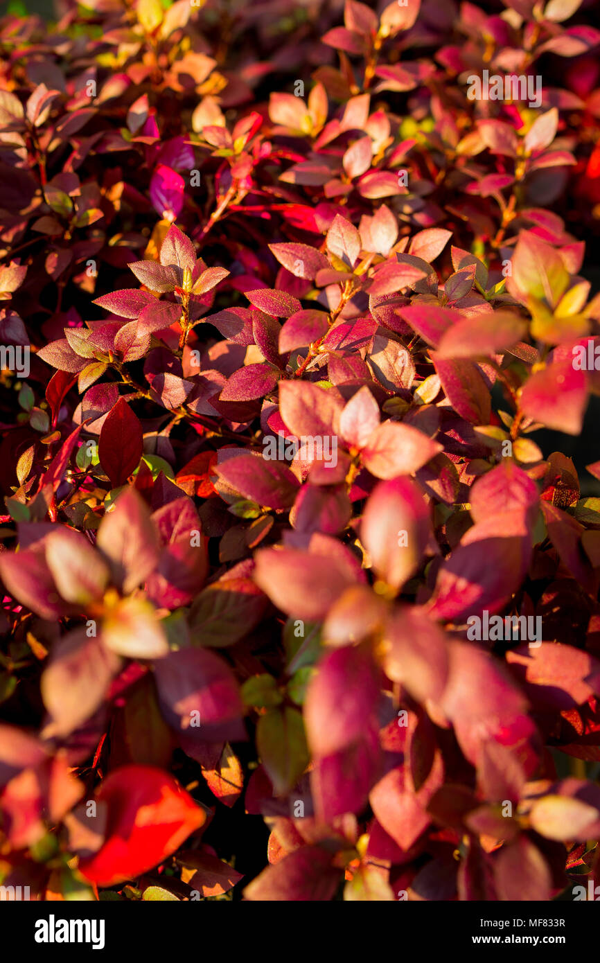Abstrakte Werk Hintergrund ideal für einen Computer Bildschirmschoner Stockfoto