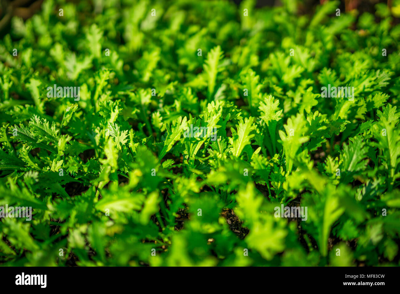 Abstrakte Werk Hintergrund ideal für einen Computer Bildschirmschoner Stockfoto