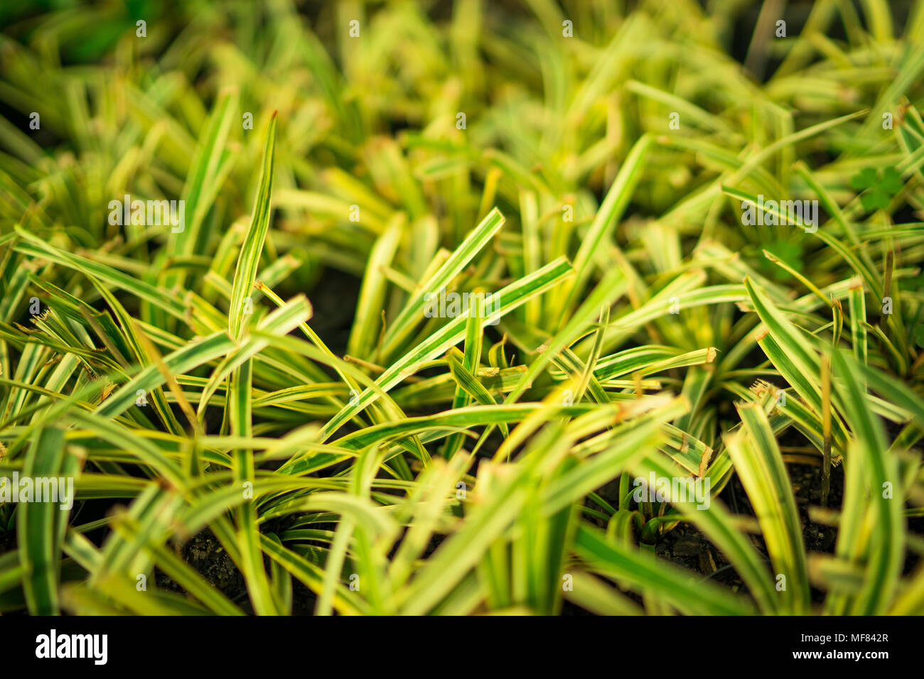 Abstrakte Werk Hintergrund ideal für einen Computer Bildschirmschoner Stockfoto