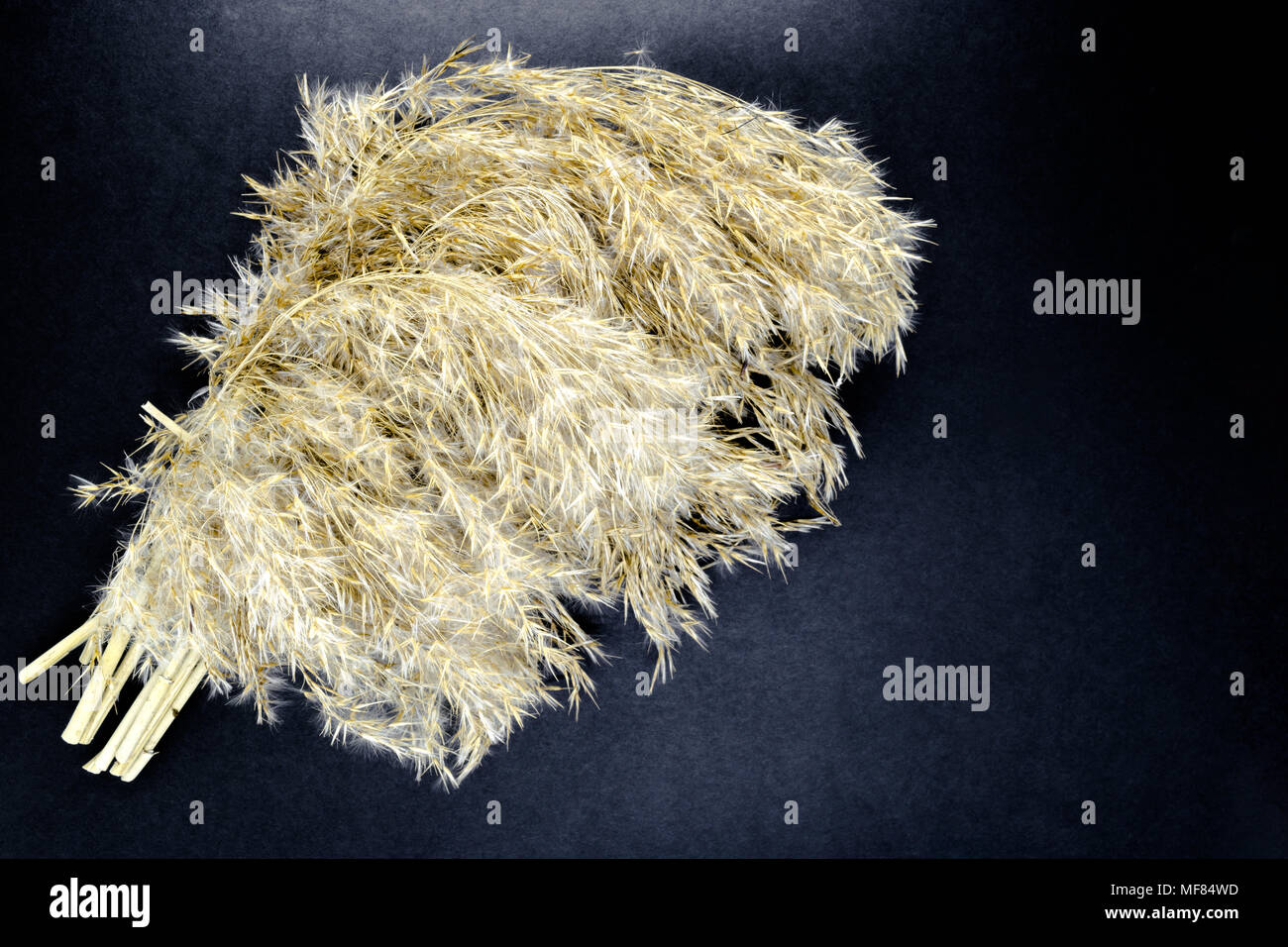 Flauschige beige Reed verbogen Tops auf schwarzem Hintergrund Oberfläche mit freier Speicherplatz Stockfoto