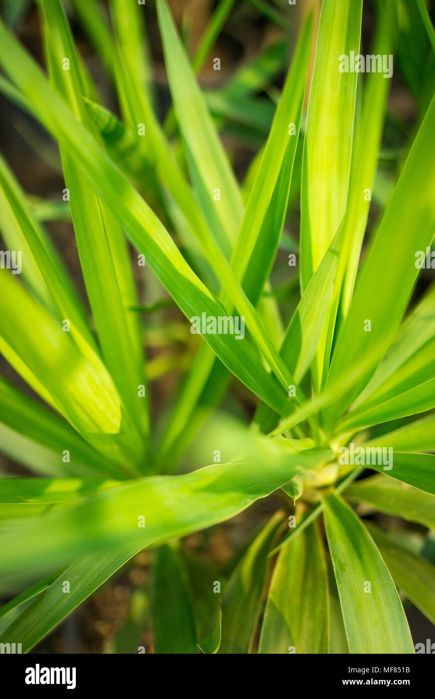 Abstrakte Werk Hintergrund ideal für einen Computer Bildschirmschoner Stockfoto