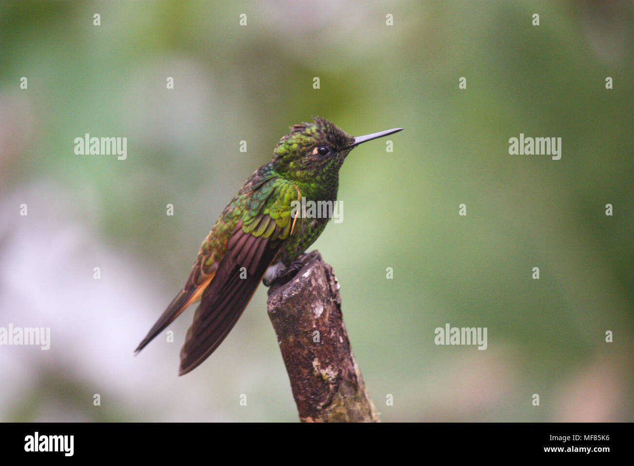 Buff-tailed Coronet auf Niederlassung in Andinen Nebelwald thront. Stockfoto