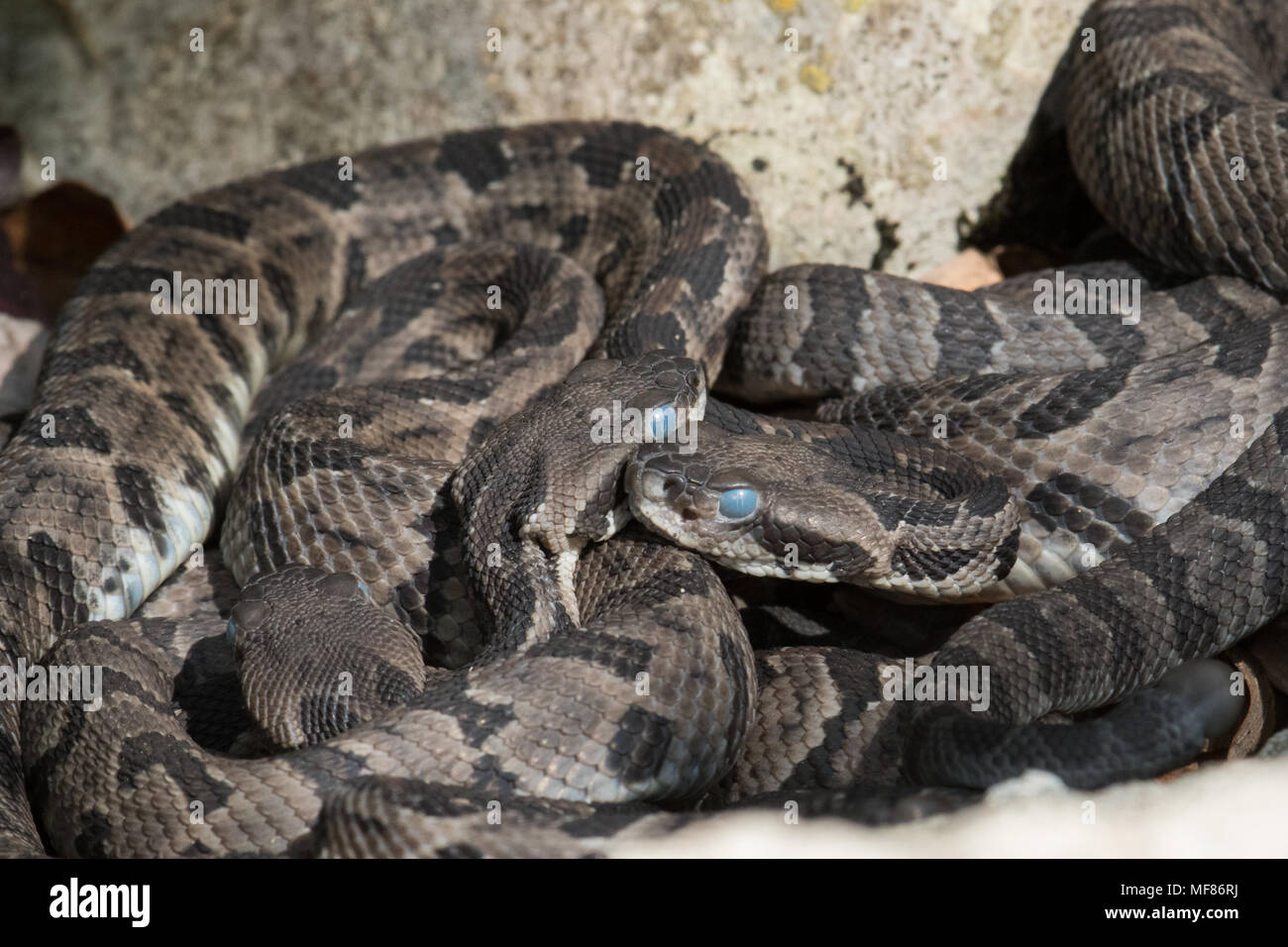 Einen neuen Wurf von canebrake Klapperschlangen kurz vor ihrem ersten mausern. Stockfoto