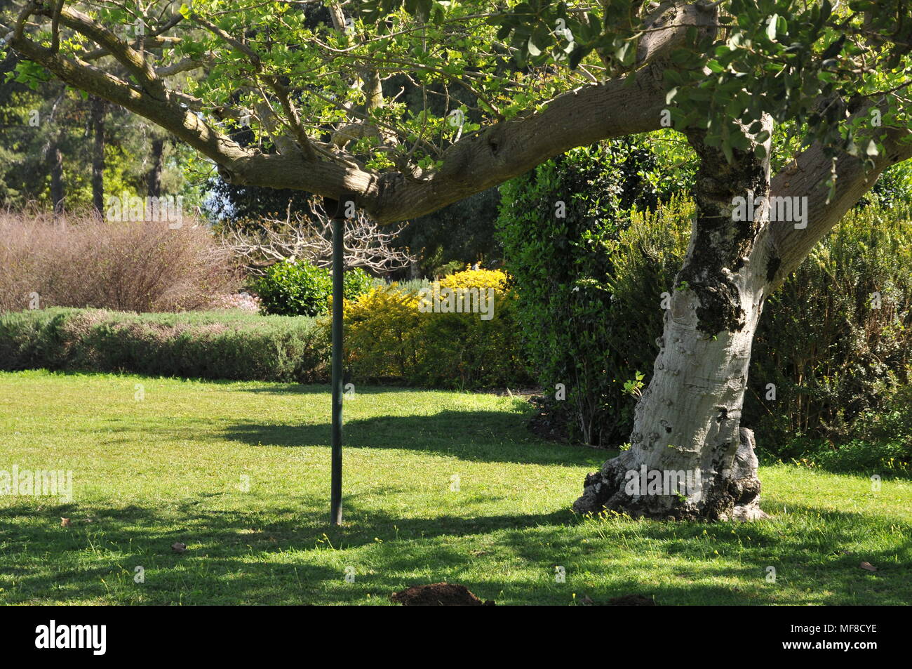 Baum, der an einer Stange unterstützt. In Ramat Hanadiv Gardens in der Nähe von Zichron Ya'acov fotografiert, Mount Carmel, Israel Stockfoto