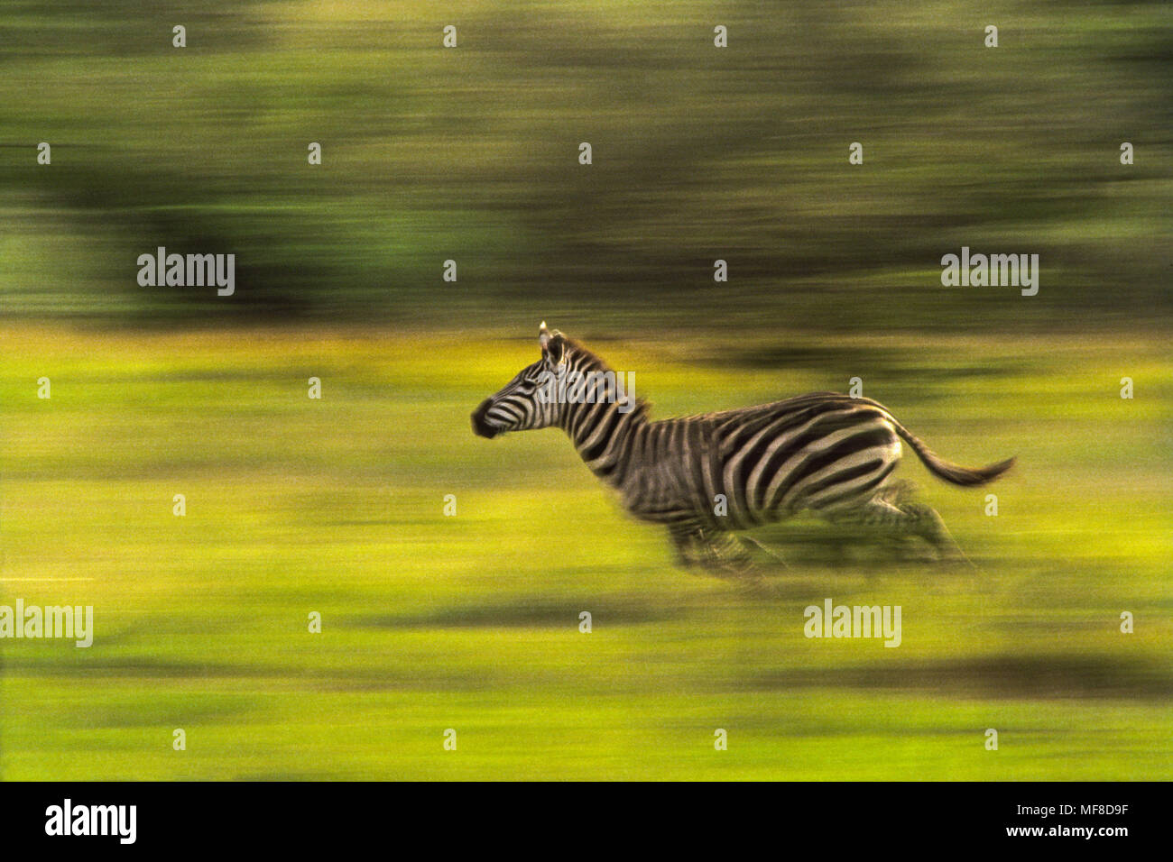 Zebra von Predator, Serengeti National Park, Tansania. Stockfoto