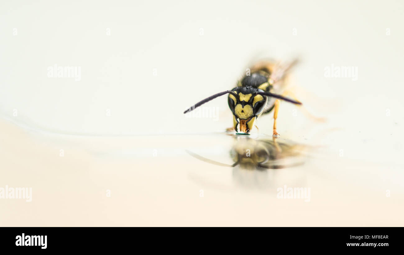 Eine einzige Wespe Trinkwasser Stockfoto
