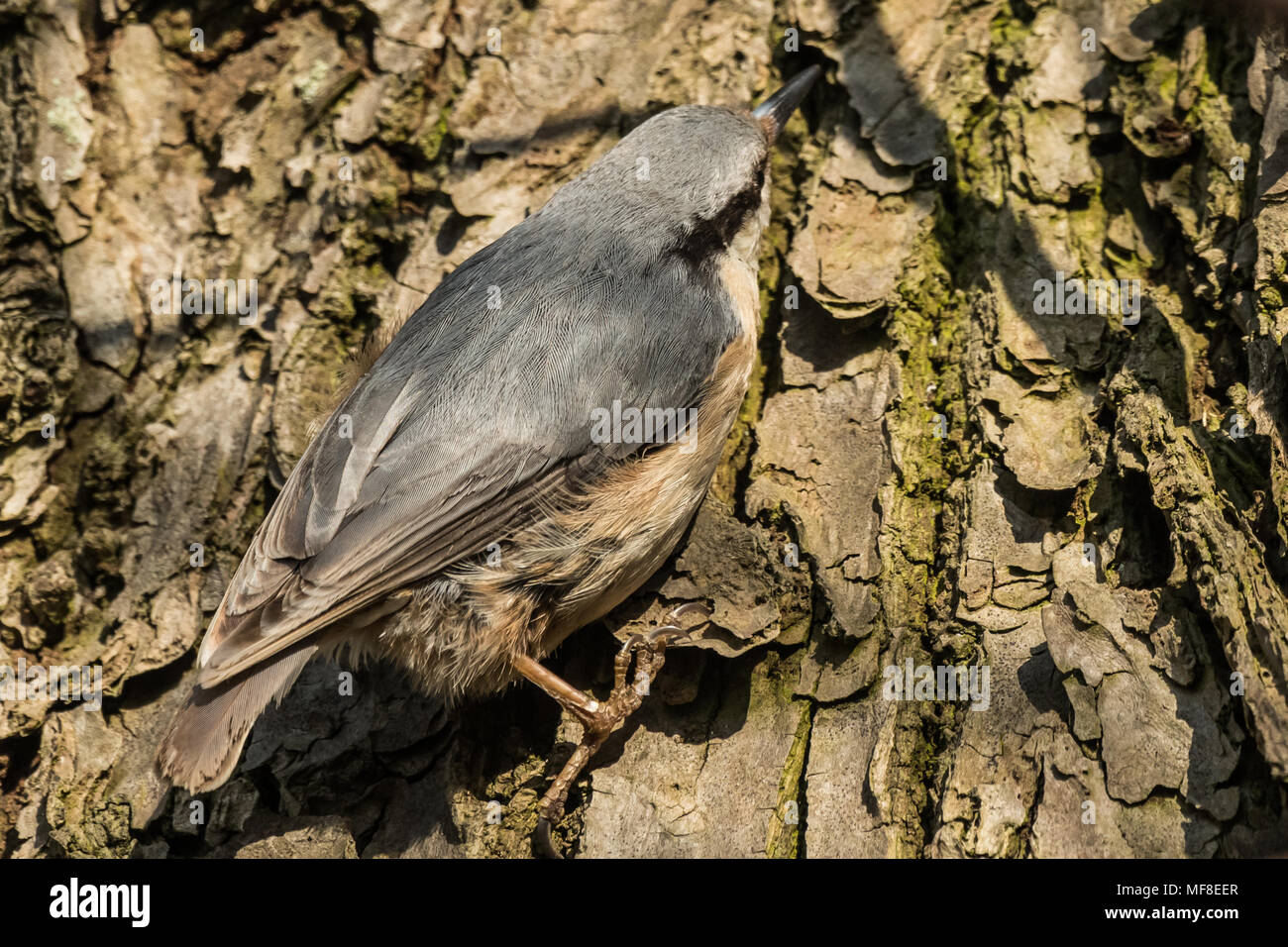 Eurasischen oder Holz Kleiber Sitta europaea auf der Suche nach Essen auf einem Zweig Stockfoto