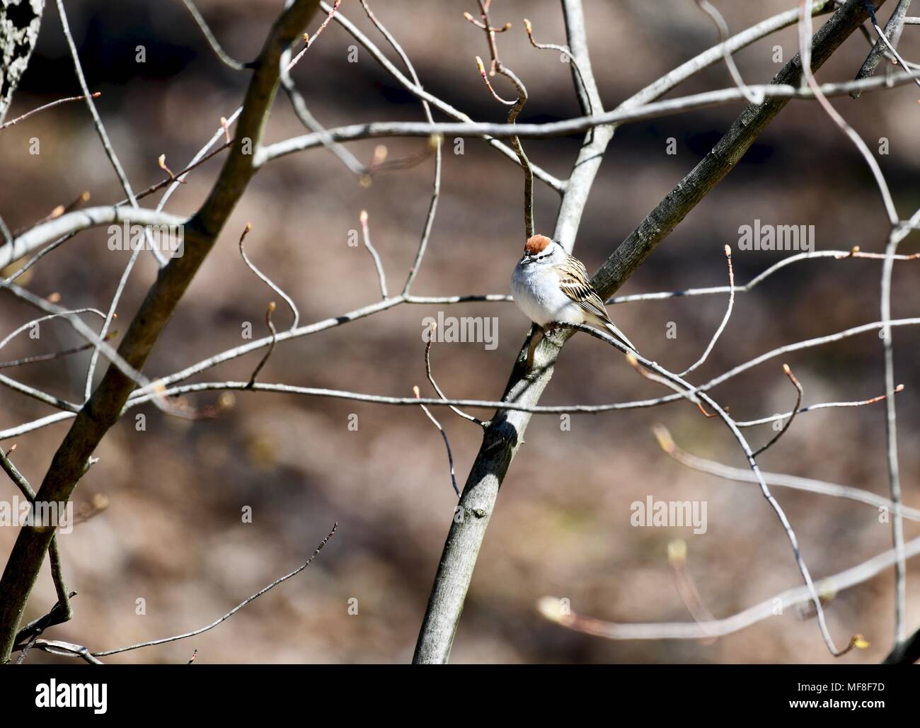 Chipping sparrow (Spizella passerina) in einem Baum gehockt Stockfoto