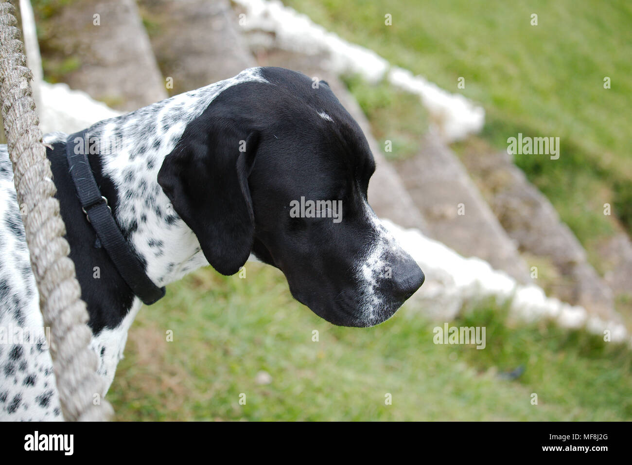 Ein Porträt über einen Zeiger Hund an etwas in der Ferne suchen. Stockfoto