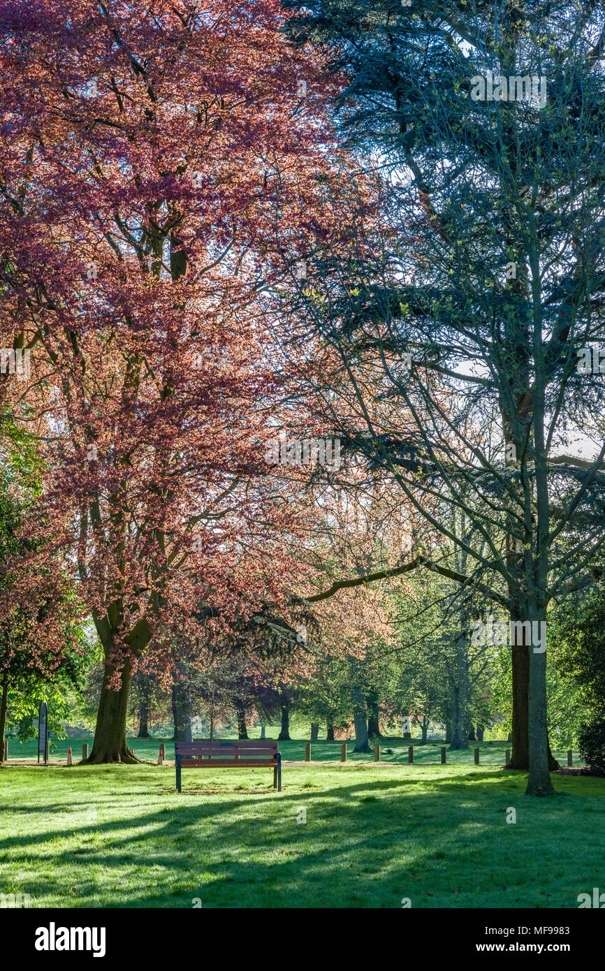 Northampton. Großbritannien 25. April 2018. Wetter. Einen hellen und sonnigen Start in den Tag in Northamptonshire Premier Park, das frische Grün und Bronze blättern und Rosa und weiße Blüte um Abington Park mit der Sonne werfen lange Schatten unter den Bäumen am Morgen Credit: Keith J Smith./Alamy leben Nachrichten Stockfoto