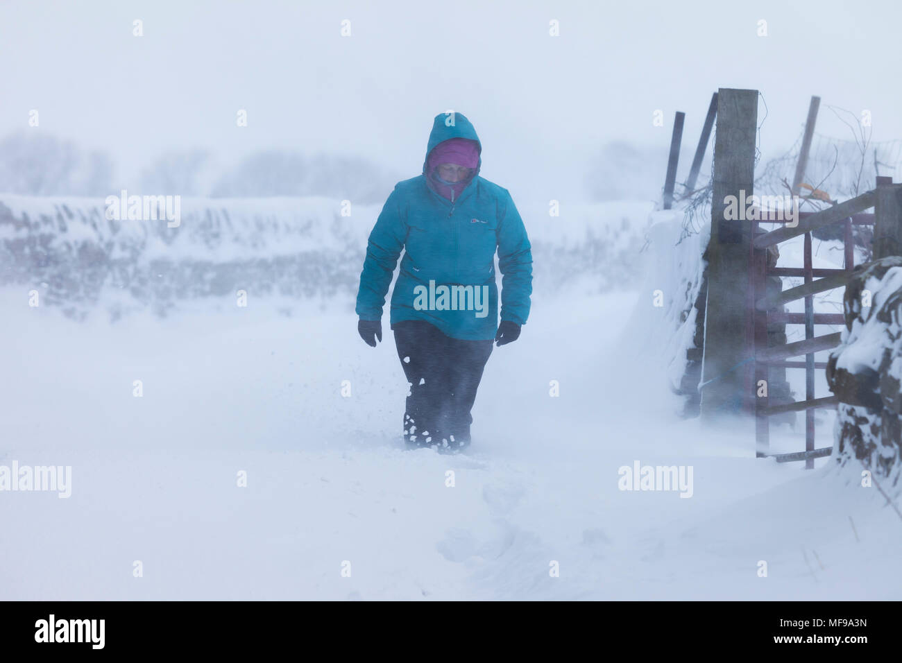 Eine Frau, die Kämpfe durch Knietiefem Schnee und Blizzard Bedingungen wie das Wetter System als das Tier aus dem Osten Hits Teesdale in Land Durham bekannt, Stockfoto
