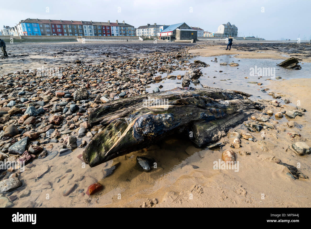 Altes Schiffswrack mit den Überresten einer 7.000 Wald und Torfgebiete aufgedeckt durch Sturm Emma im März 2018 Hinter, Strand, Cleveland Redcar, Großbritannien, Stockfoto