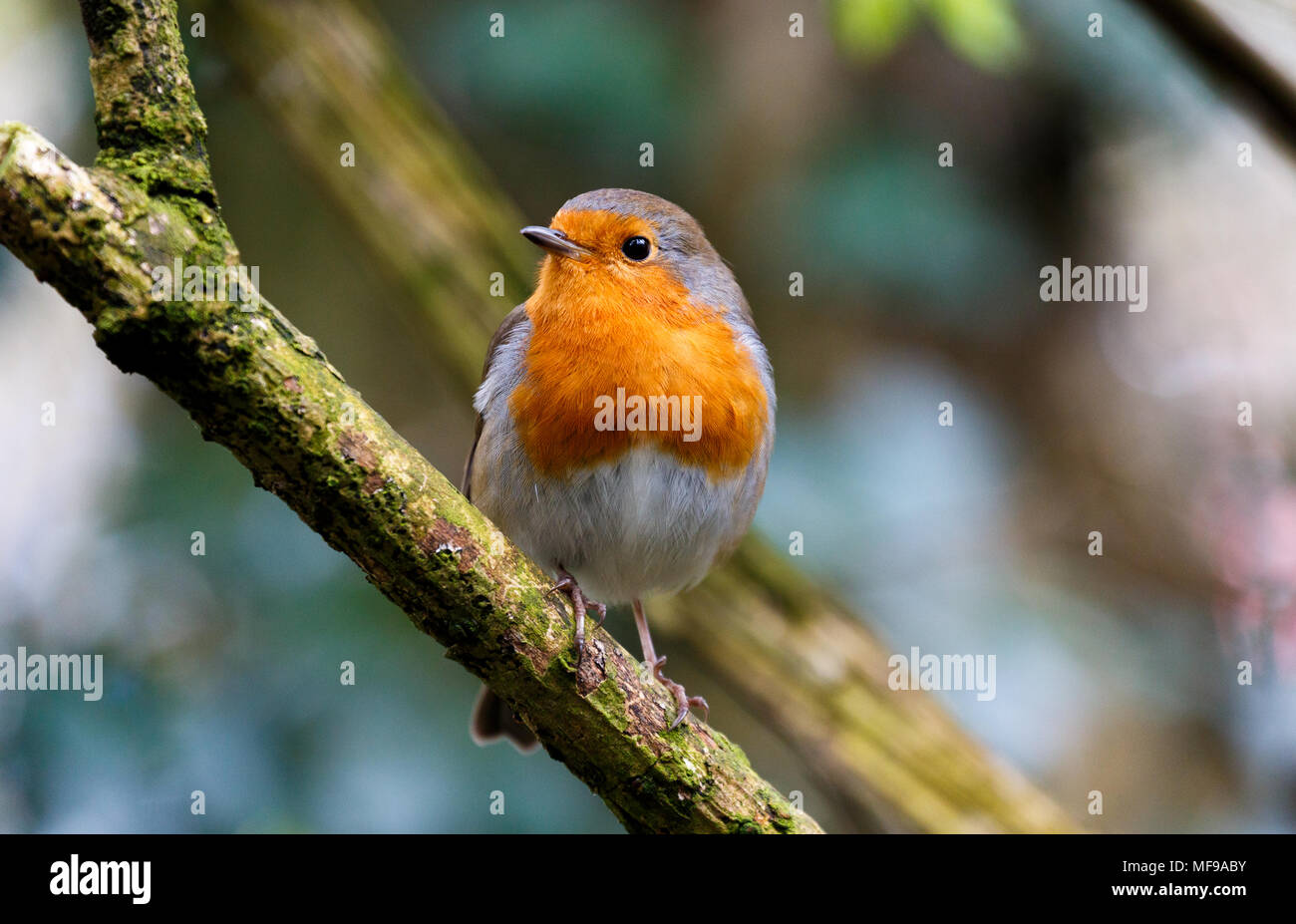 Eine Nahaufnahme eines Robin Redbreast in einigen Wäldern im Südwesten von England (UK). Stockfoto