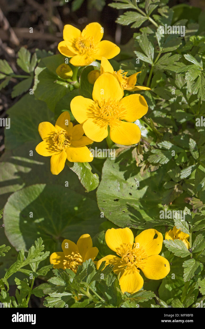 Marsh Ringelblumen (Caltha palustris) Stockfoto