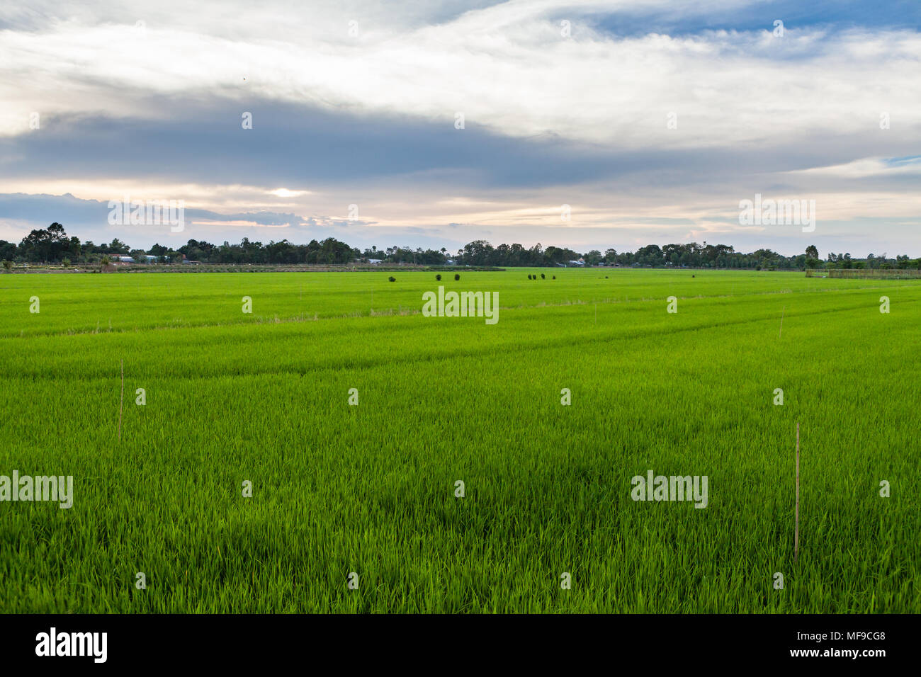 Grüne Reisfelder bei bewölktem Himmel Stockfoto
