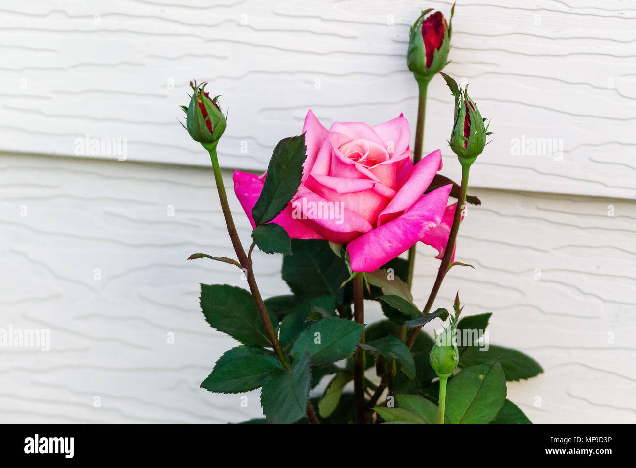 Erste rosa Rose Blüten der Saison Stockfoto