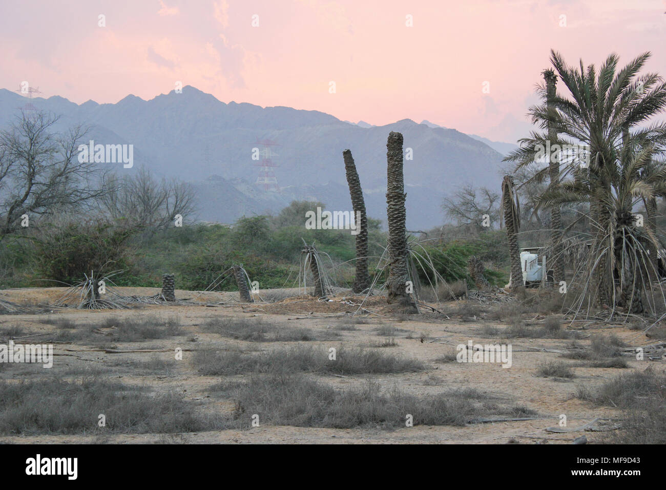 Sterbende Palmen im Wüstensand von uae Stockfoto