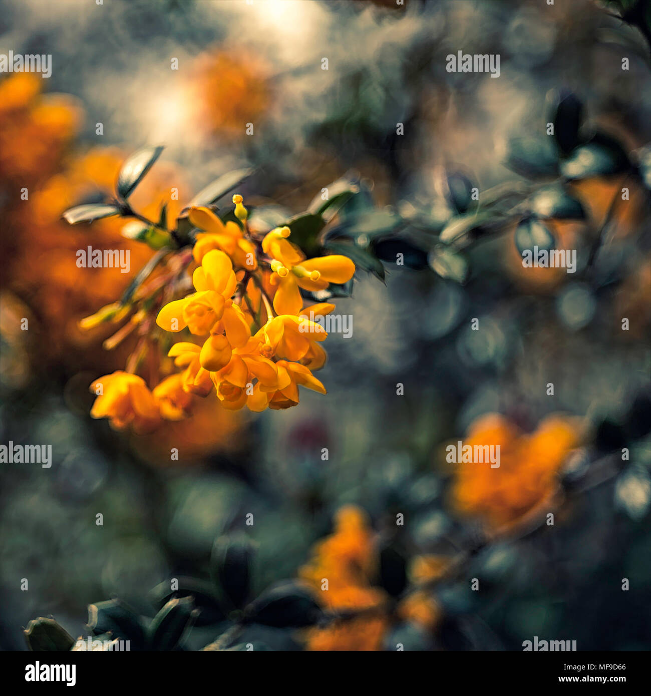 Orange Blumen geschossen mit sehr geringer Tiefenschärfe Stockfoto