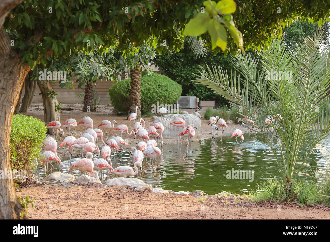 Flamingo Mangroven auf der ourtskirts von Abu Dhabi in den Vereinigten Arabischen Emiraten gelegen. Stockfoto