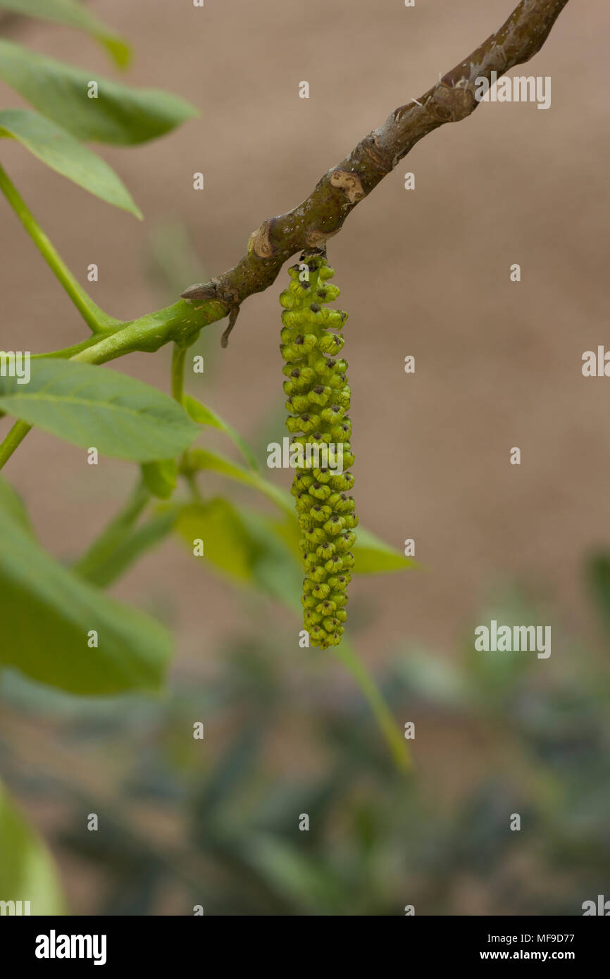 Beleuchtete Calico Blüten in einer Mutter Obstgarten. Stockfoto