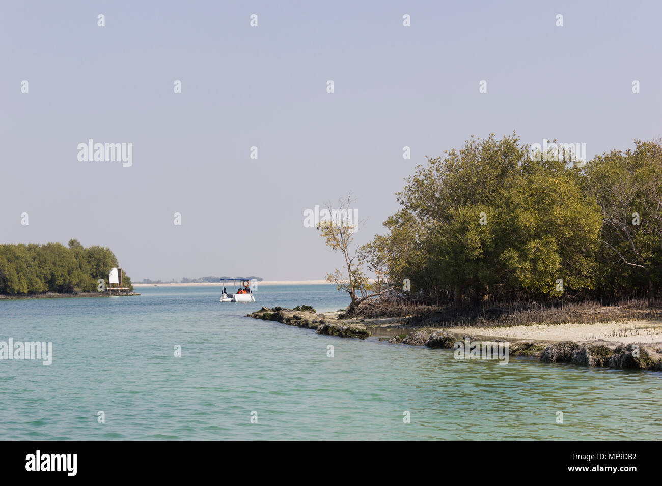 Mangroven auf der ourtskirts von Abu Dhabi in den Vereinigten Arabischen Emiraten gelegen. Stockfoto