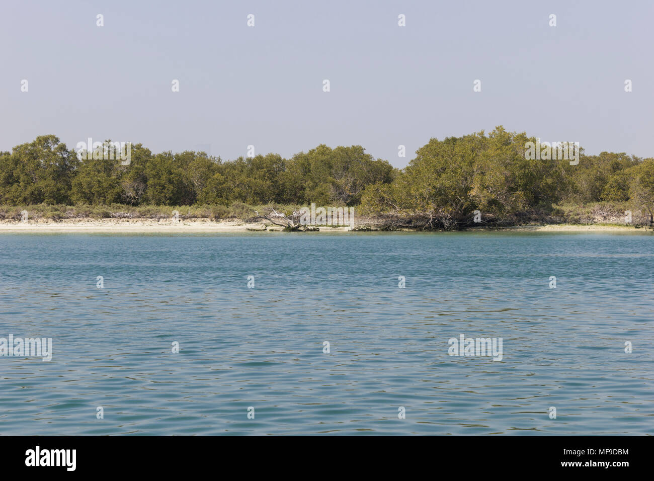 Mangroven auf der ourtskirts von Abu Dhabi in den Vereinigten Arabischen Emiraten gelegen. Stockfoto