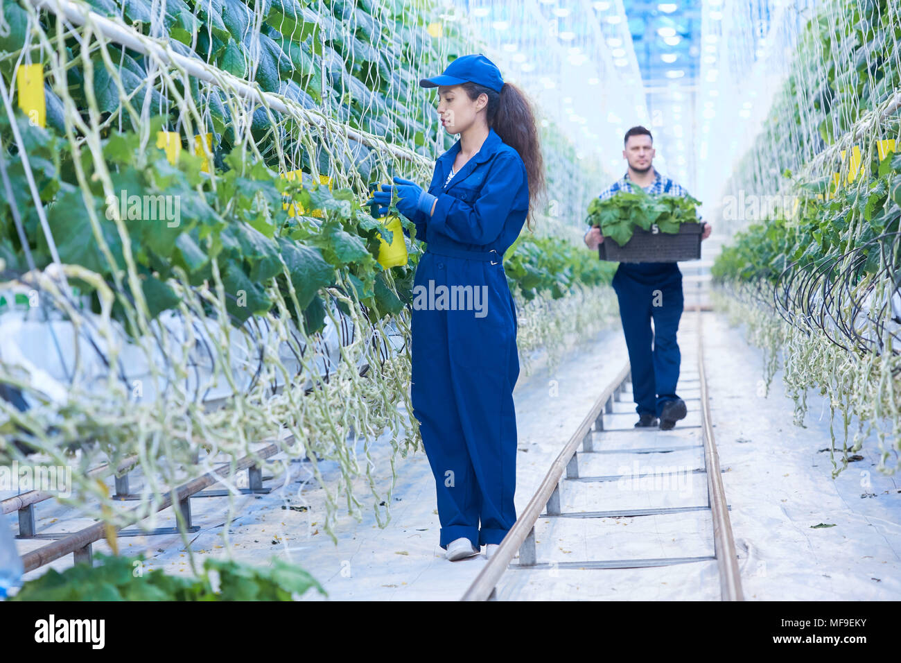 Moderne Plantagenarbeiter Stockfoto