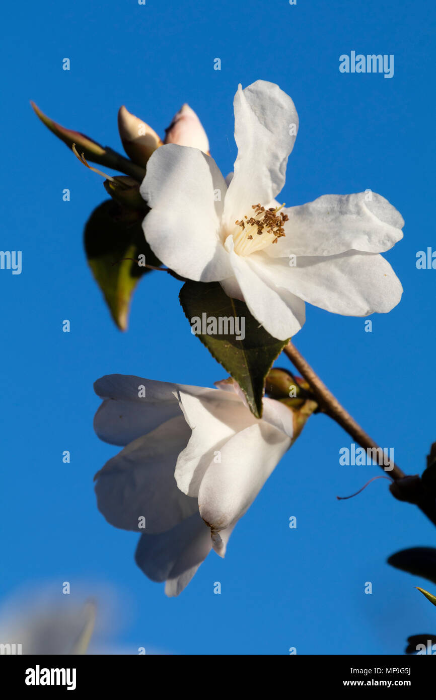 Weiße Blüten der immergrünen Strauch, Camellia cuspidata x saluenensis 'Cornish Snow', gegen einen hellen blauen Frühlingshimmel angezeigt Stockfoto