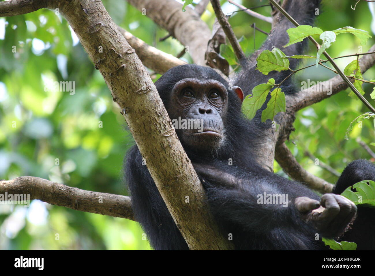 Einsame Schimpanse sitzen in den Ästen eines Baumes Stockfoto