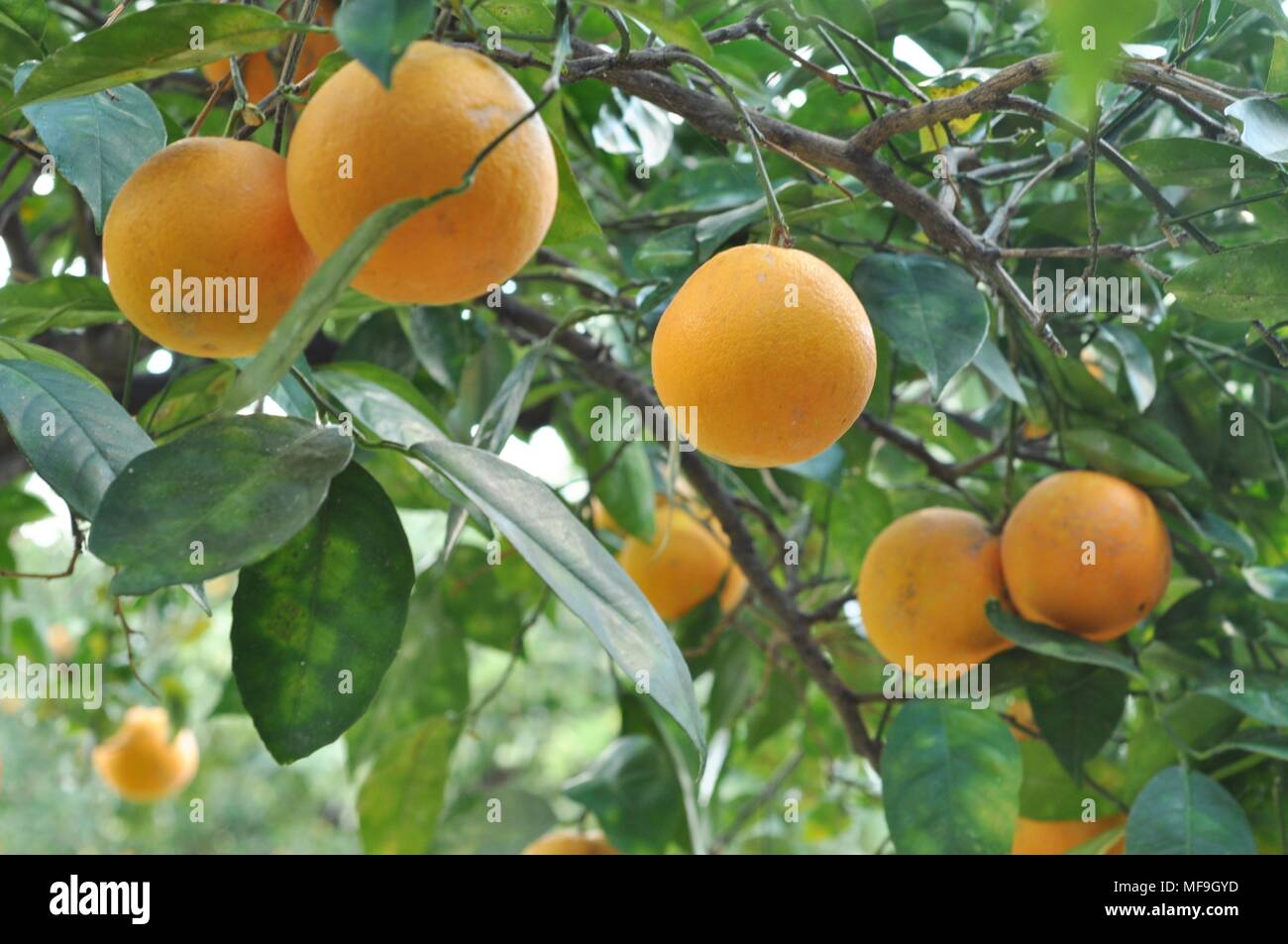 Albero carico di bei mandarini coltivati in Sicilia, Sizilien, Italien Stockfoto